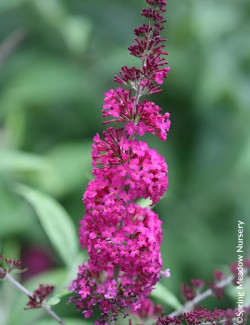 BUDDLEJA MISS RUBY® - Arbre aux papillons