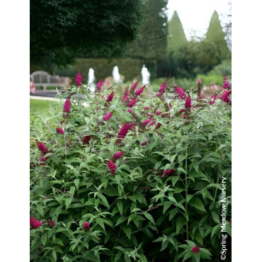 Buddleia ‘Miss Ruby’ – Arbuste compact à floraison rouge rubis, parfumé et facile à cultiver