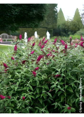 Buddleia ‘Miss Ruby’ – Arbuste compact à floraison rouge rubis, parfumé et facile à cultiver