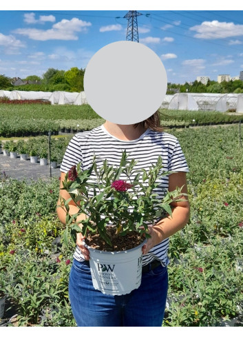 BUDDLEJA MISS RUBY® - Arbre aux papillons En pot de 4-5 litres buisson hauteur 040-060 cm