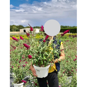 BUDDLEJA MISS RUBY® - Arbre aux papillons En pot de 10-12 litres buisson hauteur 060-080