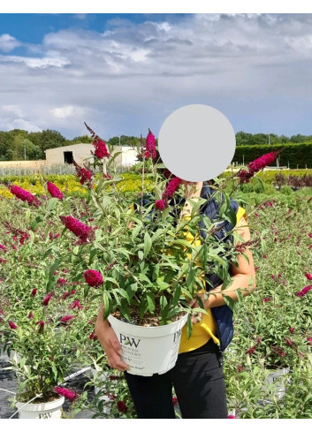 BUDDLEJA MISS RUBY® - Arbre aux papillons En pot de 10-12 litres buisson hauteur 060-080