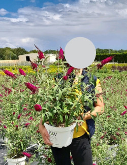 BUDDLEJA MISS RUBY® - Arbre aux papillons En pot de 10-12 litres buisson hauteur 060-080