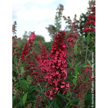 BUDDLEJA PRINCE CHARMING - Arbre aux papillons