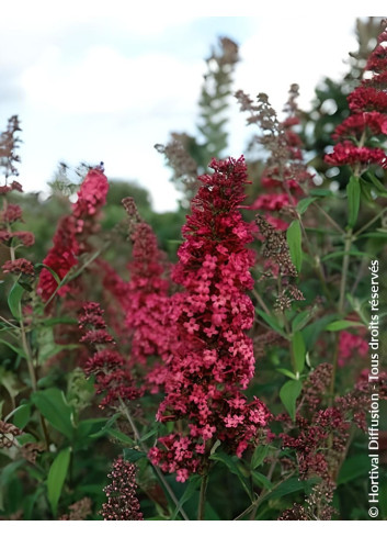 BUDDLEJA PRINCE CHARMING - Arbre aux papillons