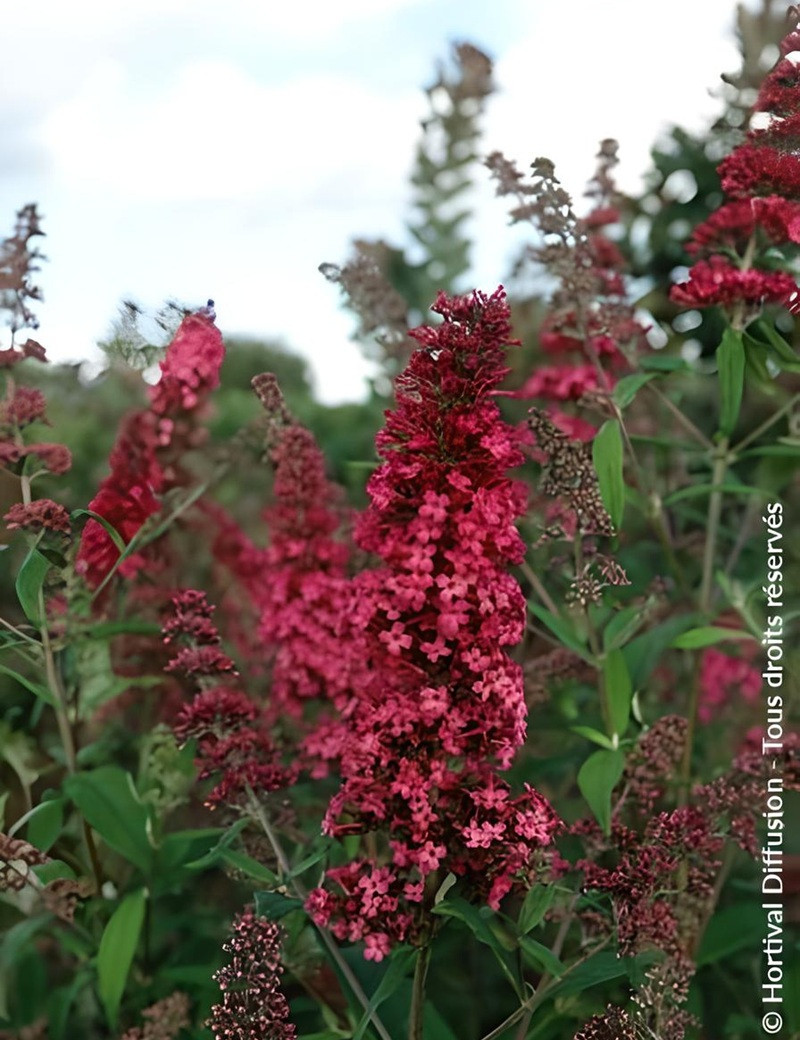 BUDDLEJA PRINCE CHARMING - Arbre aux papillons