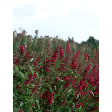 BUDDLEJA PRINCE CHARMING - Arbre aux papillons