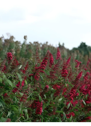 BUDDLEJA PRINCE CHARMING - Arbre aux papillons