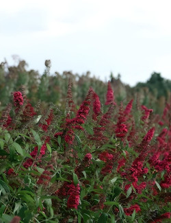 arbre-aux-papillons-prince-charming-buddleja-davidii-prince-charming-1.jpg