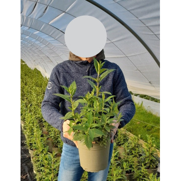 BUDDLEJA PRINCE CHARMING - Arbre aux papillons En pot de 4-5 litres buisson hauteur 040-060 cm