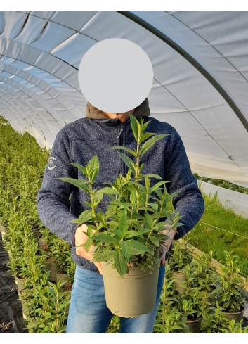 BUDDLEJA PRINCE CHARMING - Arbre aux papillons En pot de 4-5 litres buisson hauteur 040-060 cm