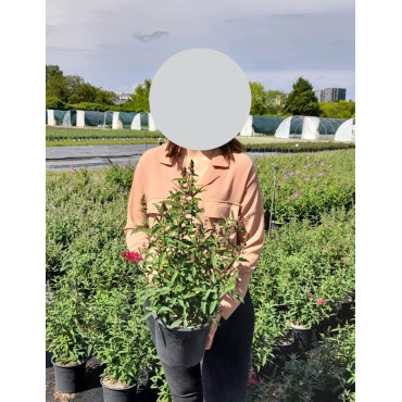 BUDDLEJA PRINCE CHARMING - Arbre aux papillons En pot de 4-5 litres buisson hauteur 040-060 cm