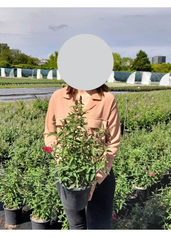BUDDLEJA PRINCE CHARMING - Arbre aux papillons En pot de 4-5 litres buisson hauteur 040-060 cm