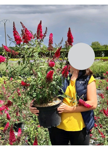 BUDDLEJA PRINCE CHARMING - Arbre aux papillons En pot de 10-12 litres buisson hauteur 060-080