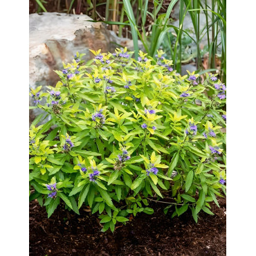 CARYOPTERIS clandonensis HINT OF GOLD® - Barbe bleue
