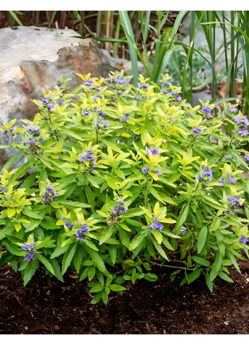 CARYOPTERIS clandonensis HINT OF GOLD® - Barbe bleue