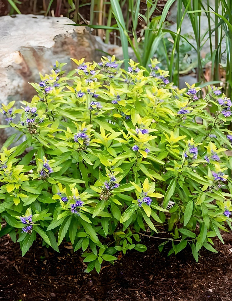 CARYOPTERIS clandonensis HINT OF GOLD® - Barbe bleue