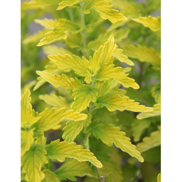 CARYOPTERIS clandonensis HINT OF GOLD® - Barbe bleue