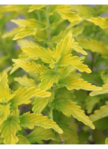 CARYOPTERIS clandonensis HINT OF GOLD® - Barbe bleue