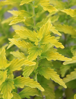 CARYOPTERIS clandonensis HINT OF GOLD® - Barbe bleue