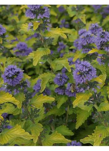 CARYOPTERIS clandonensis HINT OF GOLD® - Barbe bleue