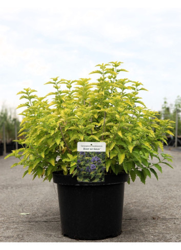 CARYOPTERIS clandonensis HINT OF GOLD® - Barbe bleue En pot de 10-12 litres buisson hauteur 040-060
