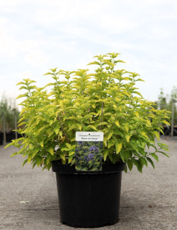 CARYOPTERIS clandonensis HINT OF GOLD® - Barbe bleue En pot de 10-12 litres buisson hauteur 040-060