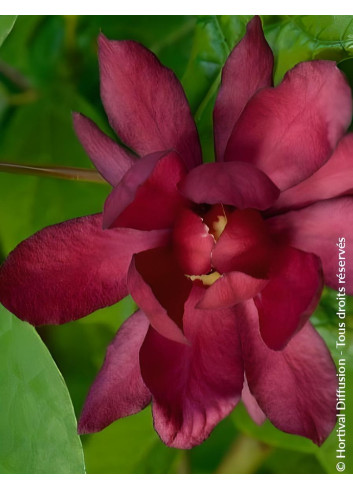CALYCANTHUS raulstonii HARTLAGE WINE - Arbre aux anémones de Raulston