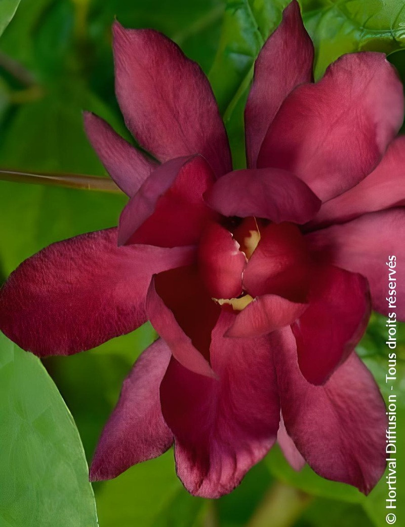 CALYCANTHUS raulstonii HARTLAGE WINE - Arbre aux anémones de Raulston