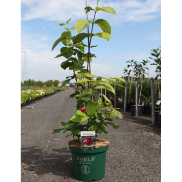 CALYCANTHUS raulstonii HARTLAGE WINE - Arbre aux anémones de Raulston En pot de 10-12 litres buisson hauteur 060-080