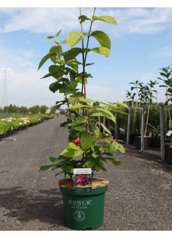 CALYCANTHUS raulstonii HARTLAGE WINE - Arbre aux anémones de Raulston En pot de 10-12 litres buisson hauteur 060-080