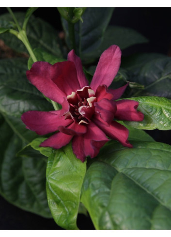 CALYCANTHUS raulstonii HARTLAGE WINE - Arbre aux anémones de Raulston