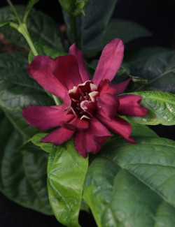 CALYCANTHUS raulstonii HARTLAGE WINE - Arbre aux anémones de Raulston