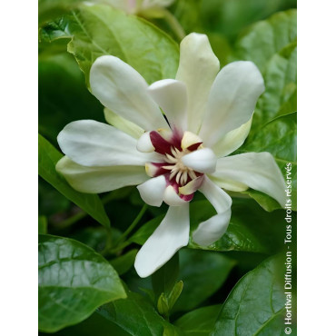 CALYCANTHUS raulstonii VENUS - Arbre aux anémones