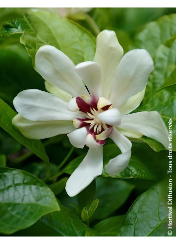CALYCANTHUS raulstonii VENUS - Arbre aux anémones