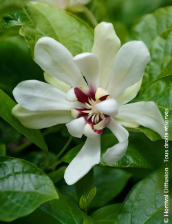 CALYCANTHUS raulstonii VENUS - Arbre aux anémones