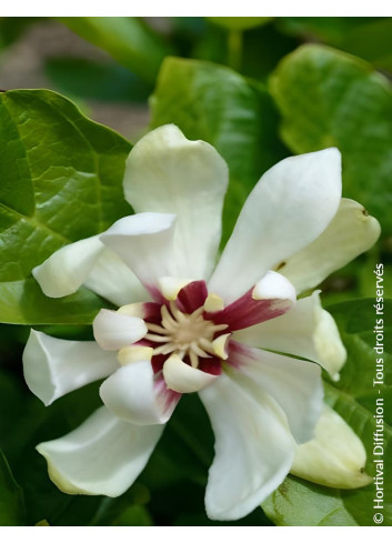CALYCANTHUS raulstonii VENUS - Arbre aux anémones