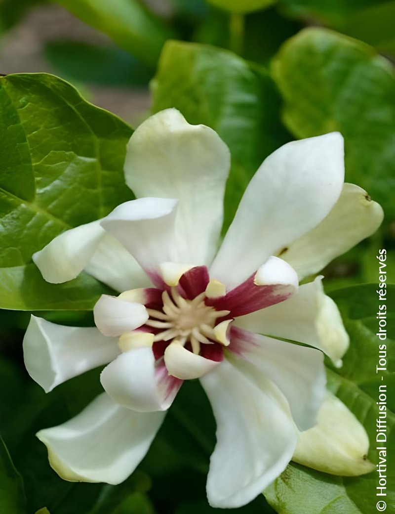 CALYCANTHUS raulstonii VENUS - Arbre aux anémones