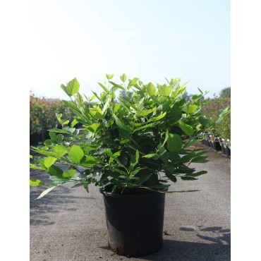CALYCANTHUS raulstonii VENUS - Arbre aux anémones En pot de 25-30 litres buisson hauteur 100-125 cm