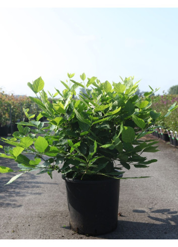 CALYCANTHUS raulstonii VENUS - Arbre aux anémones En pot de 25-30 litres buisson hauteur 100-125 cm