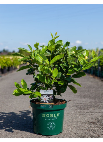 CALYCANTHUS raulstonii VENUS - Arbre aux anémones En pot de 10-12 litres buisson hauteur 060-080 cm