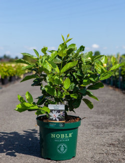 CALYCANTHUS raulstonii VENUS - Arbre aux anémones En pot de 10-12 litres buisson hauteur 060-080 cm