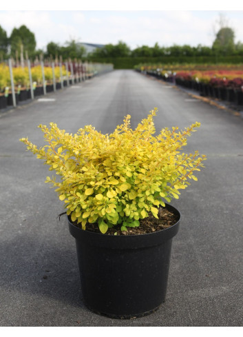BERBERIS thunbergii AUREA En pot de 10-12 litres buisson hauteur 040-050 cm
