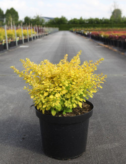 epine-vinette-de-thunberg-doree-berberis-thunbergii-aurea-1.jpg