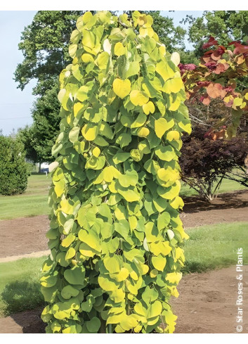 CERCIS canadensis GOLDEN FALLS® - Gainier du Canada