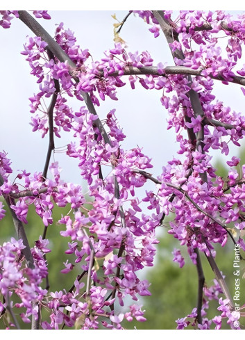 CERCIS canadensis GOLDEN FALLS® - Gainier du Canada