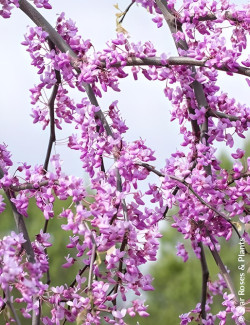 CERCIS canadensis GOLDEN FALLS® - Gainier du Canada