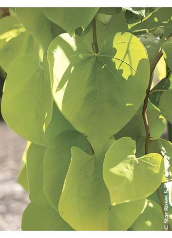 CERCIS canadensis GOLDEN FALLS® - Gainier du Canada