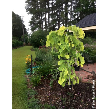 CERCIS canadensis GOLDEN FALLS® - Gainier du Canada