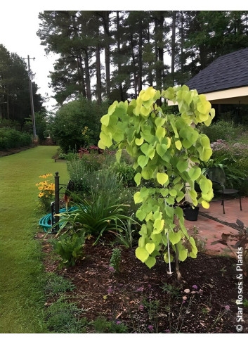 CERCIS canadensis GOLDEN FALLS® - Gainier du Canada